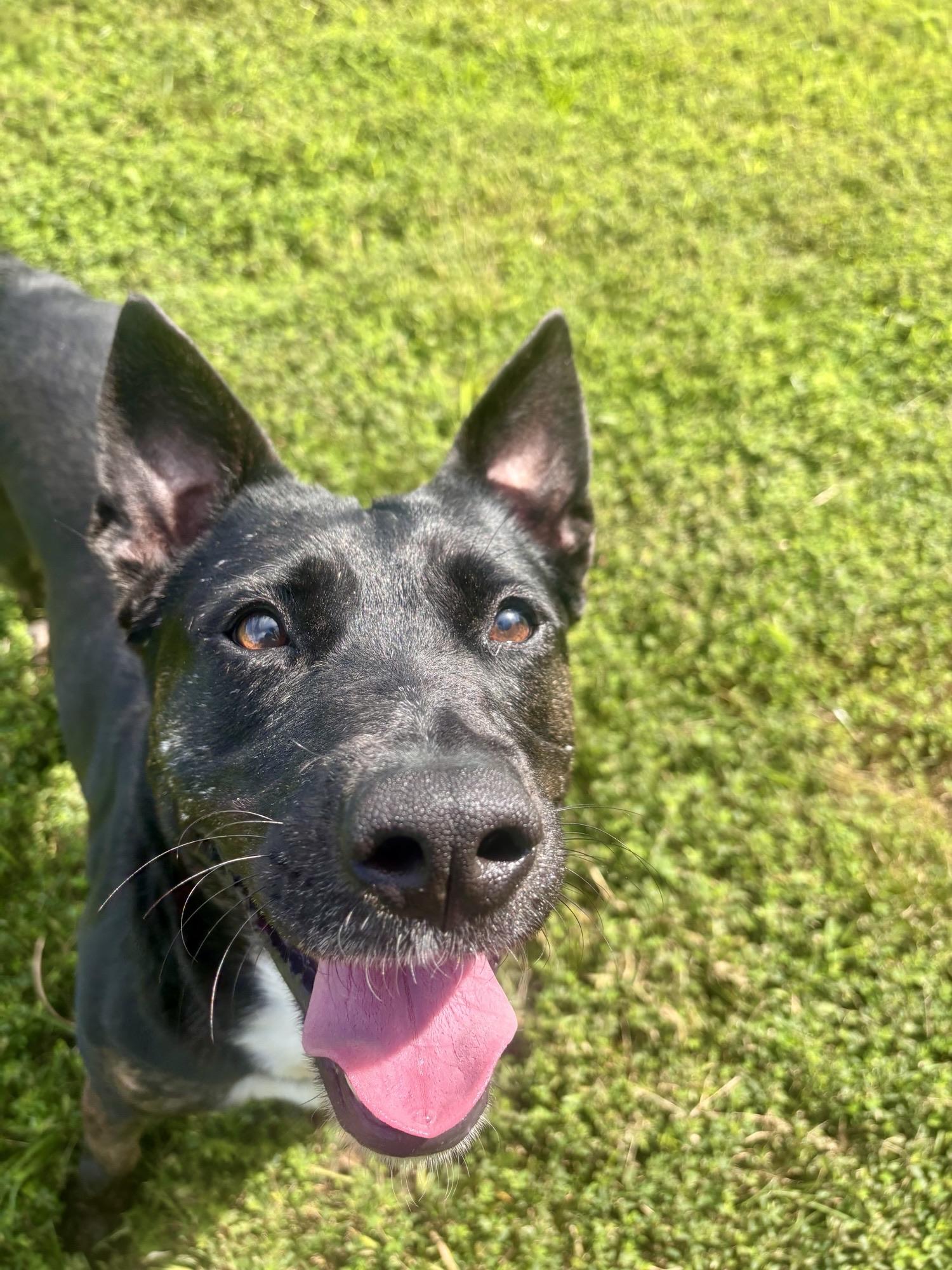 Baby Yoda, ADOPTABLE, Adult Female Pit Bull Terrier.
