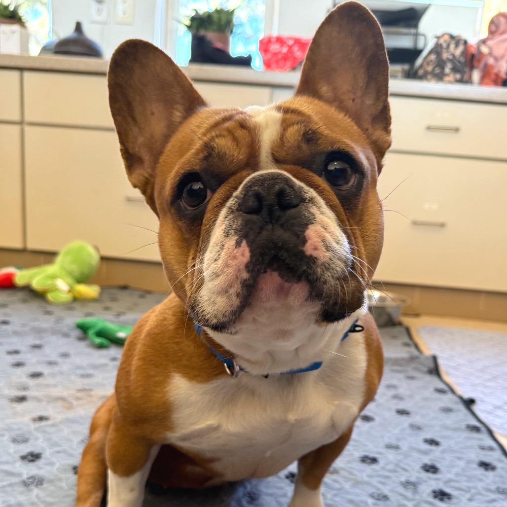 Birdie — thumbnail 2