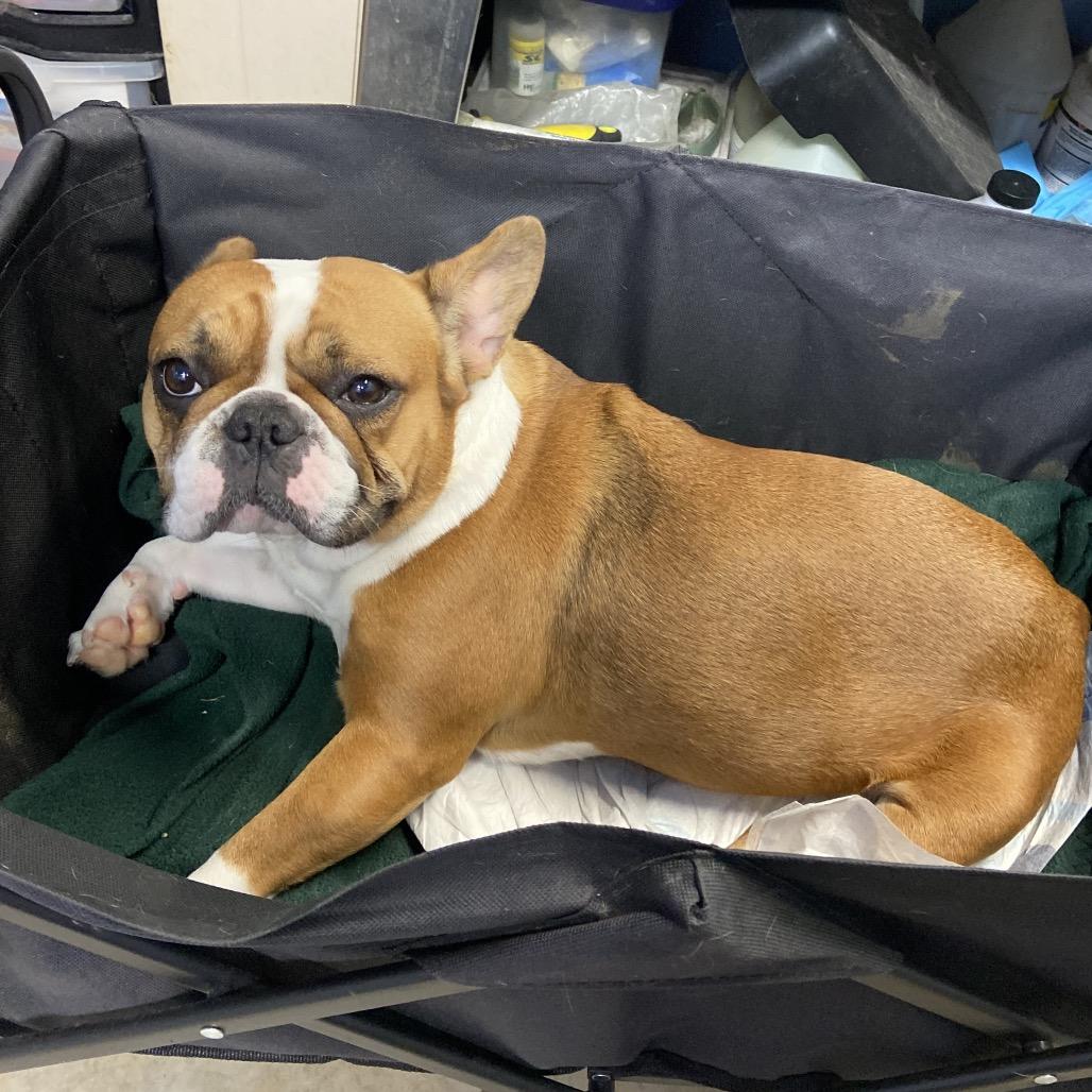 Birdie — thumbnail 3