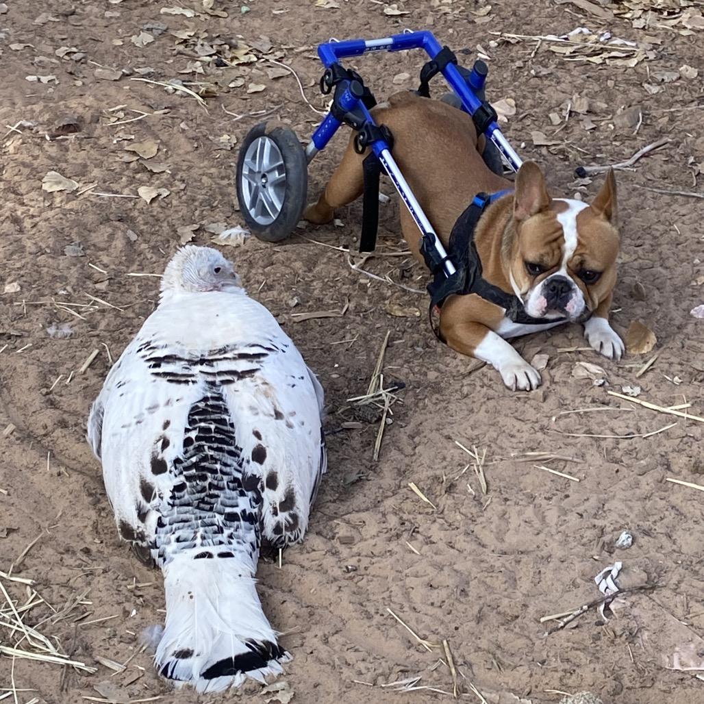 Birdie — thumbnail 4