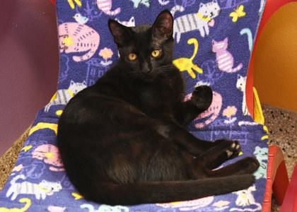 Enlarge Artemis, a Adoptable Domestic Short Hair in Baton Rouge, LA image 1/1