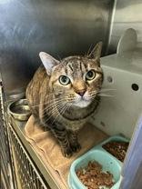 Enlarge Kitty Meow Meow, a Adoptable Domestic Short Hair in Denton, TX image 1/1