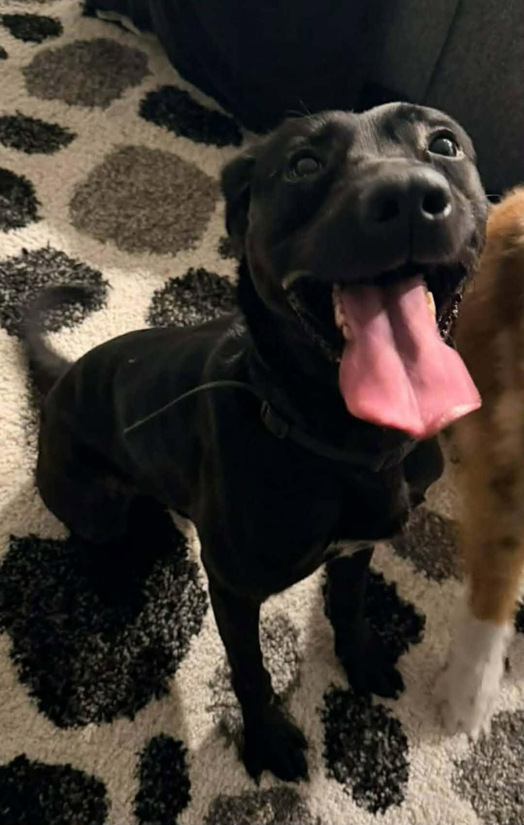 Mylo, Adoptable, Adult Male Black Labrador Retriever.