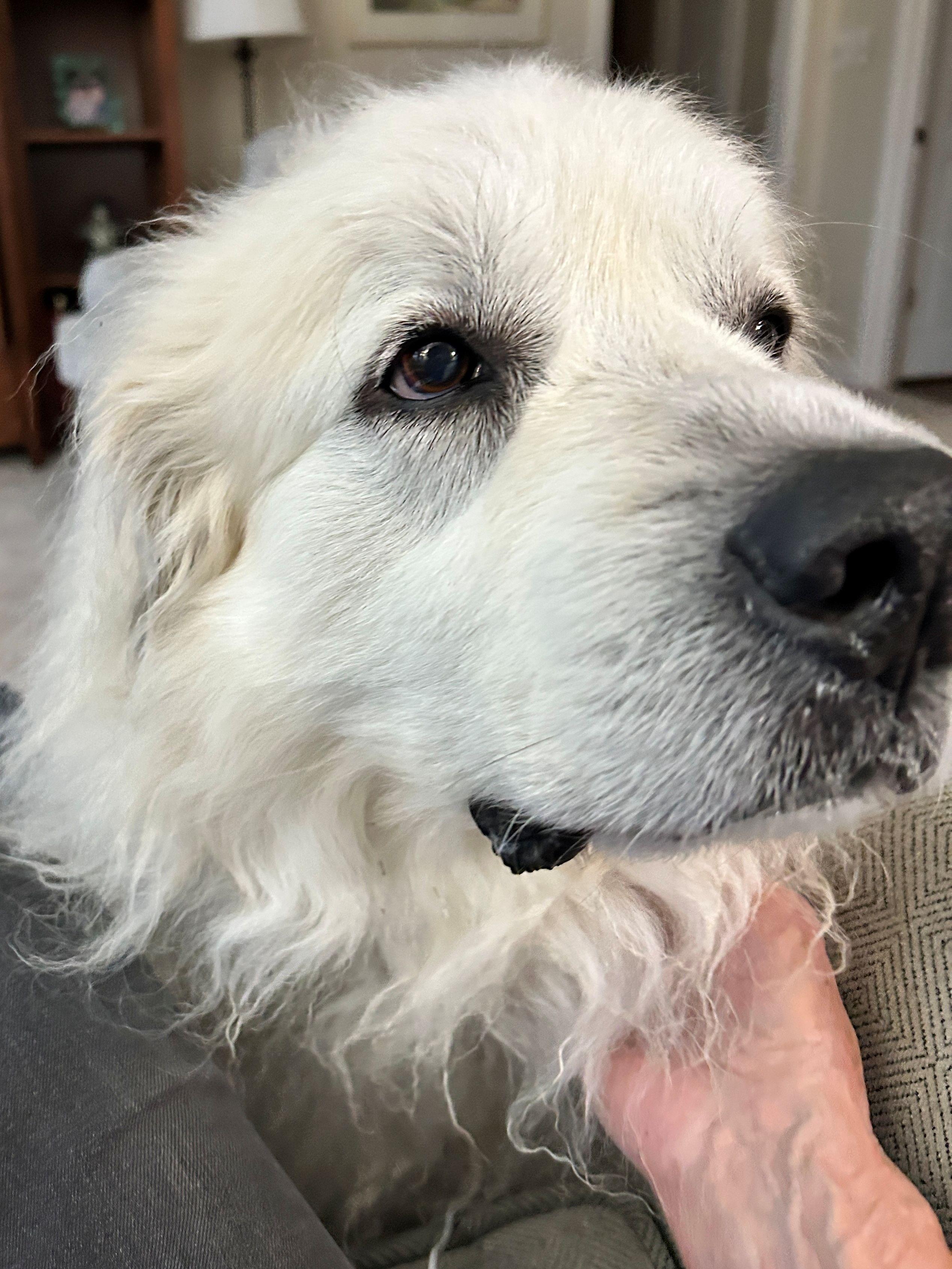 Molly Morgan, a ADOPTABLE Great Pyrenees in Atlanta, GA image 3/4