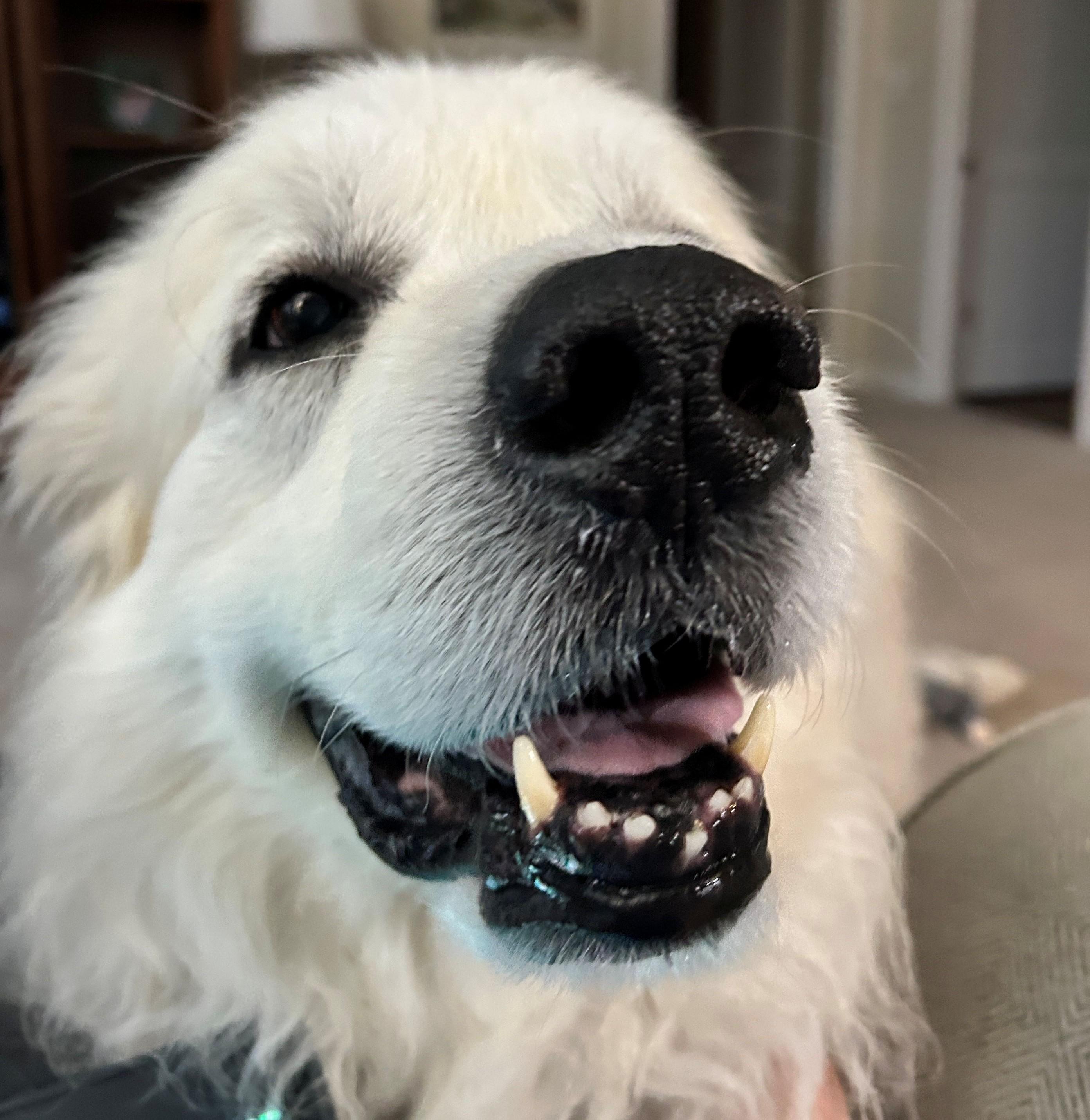 Molly Morgan, a ADOPTABLE Great Pyrenees in Atlanta, GA image 1/4