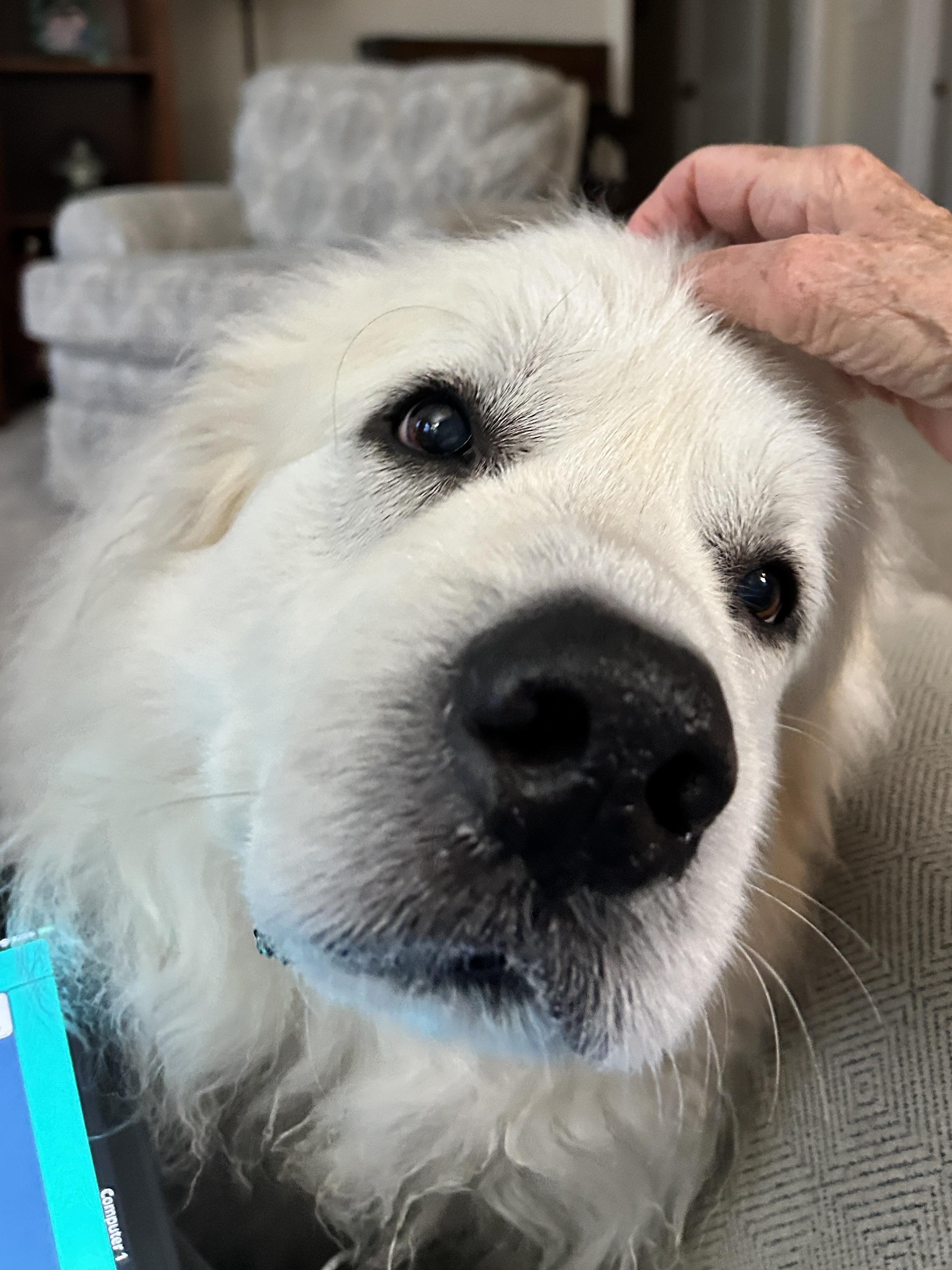 Molly Morgan, a ADOPTABLE Great Pyrenees in Atlanta, GA image 4/4