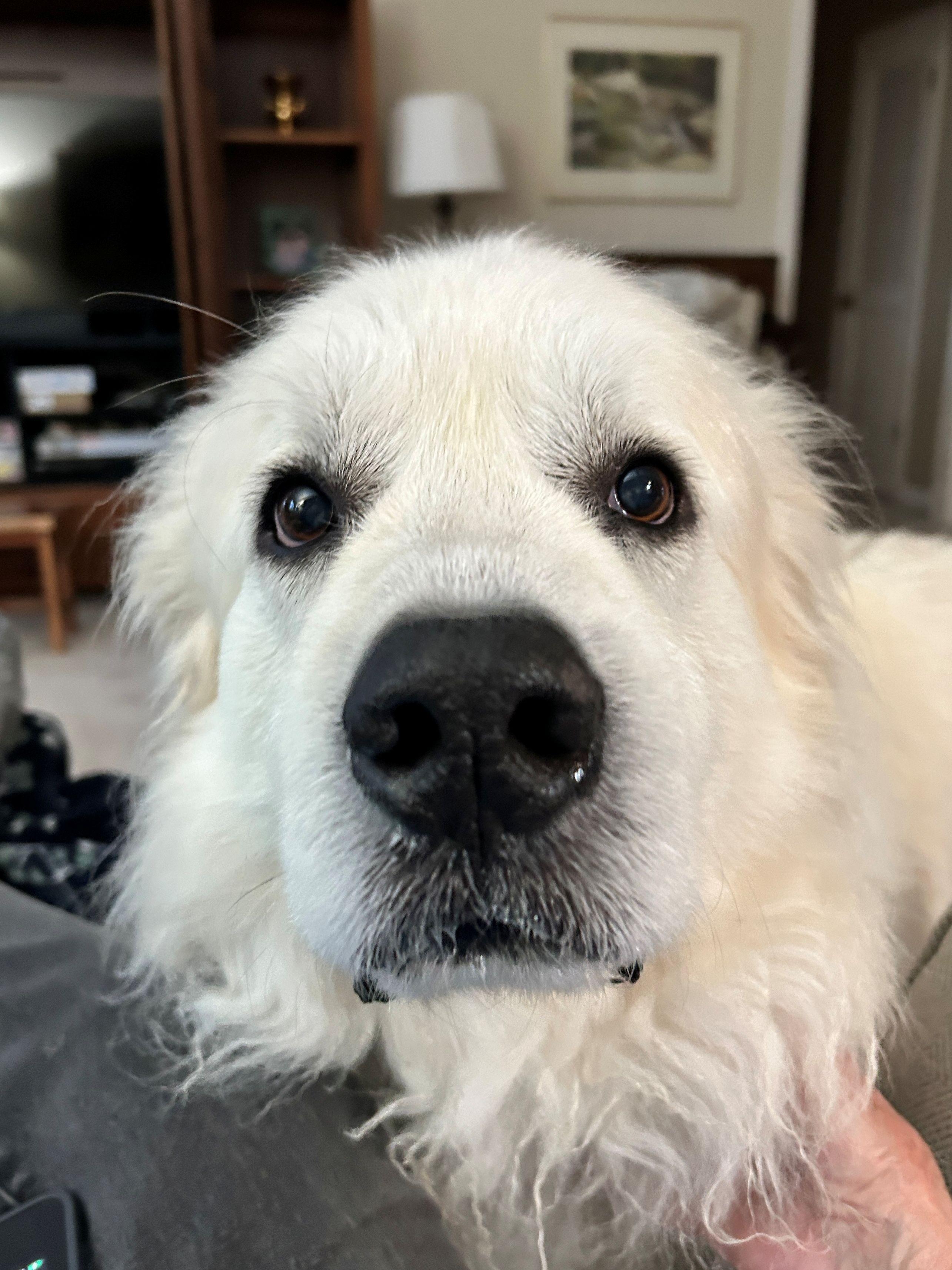 Molly Morgan, a ADOPTABLE Great Pyrenees in Atlanta, GA image 2/4