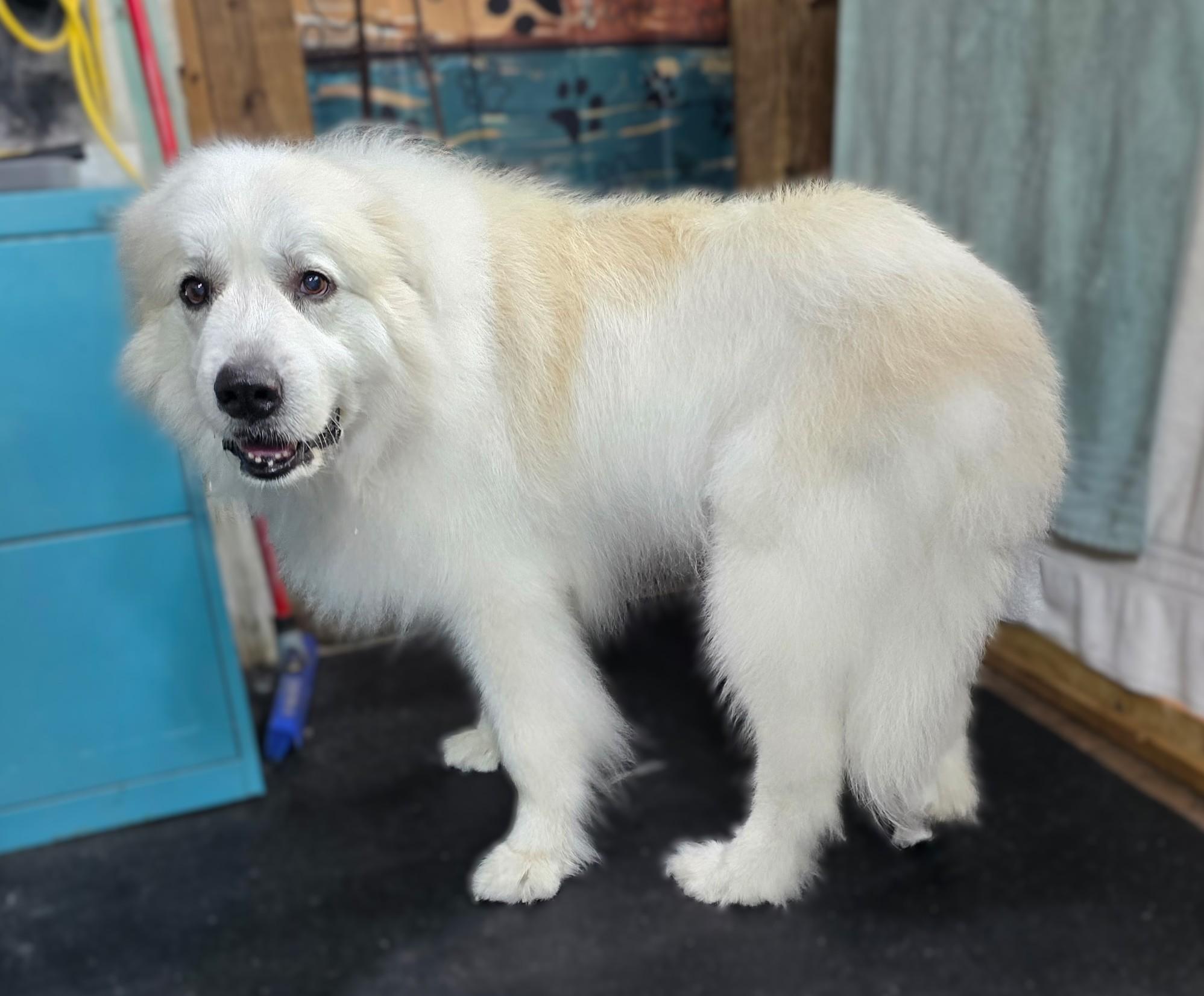 Molly Morgan, adopted, Senior Female Great Pyrenees.