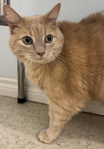 Enlarge Spaghetti, a Adoptable mixed breed in Erin, ON image 1/2