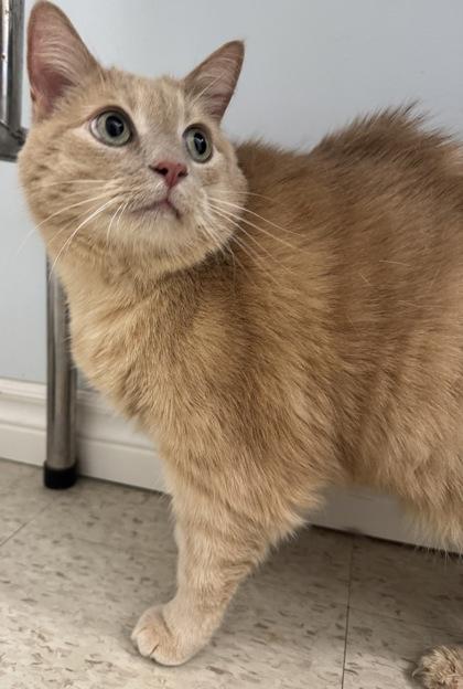 Enlarge Spaghetti, a Adoptable mixed breed in Erin, ON image 2/2