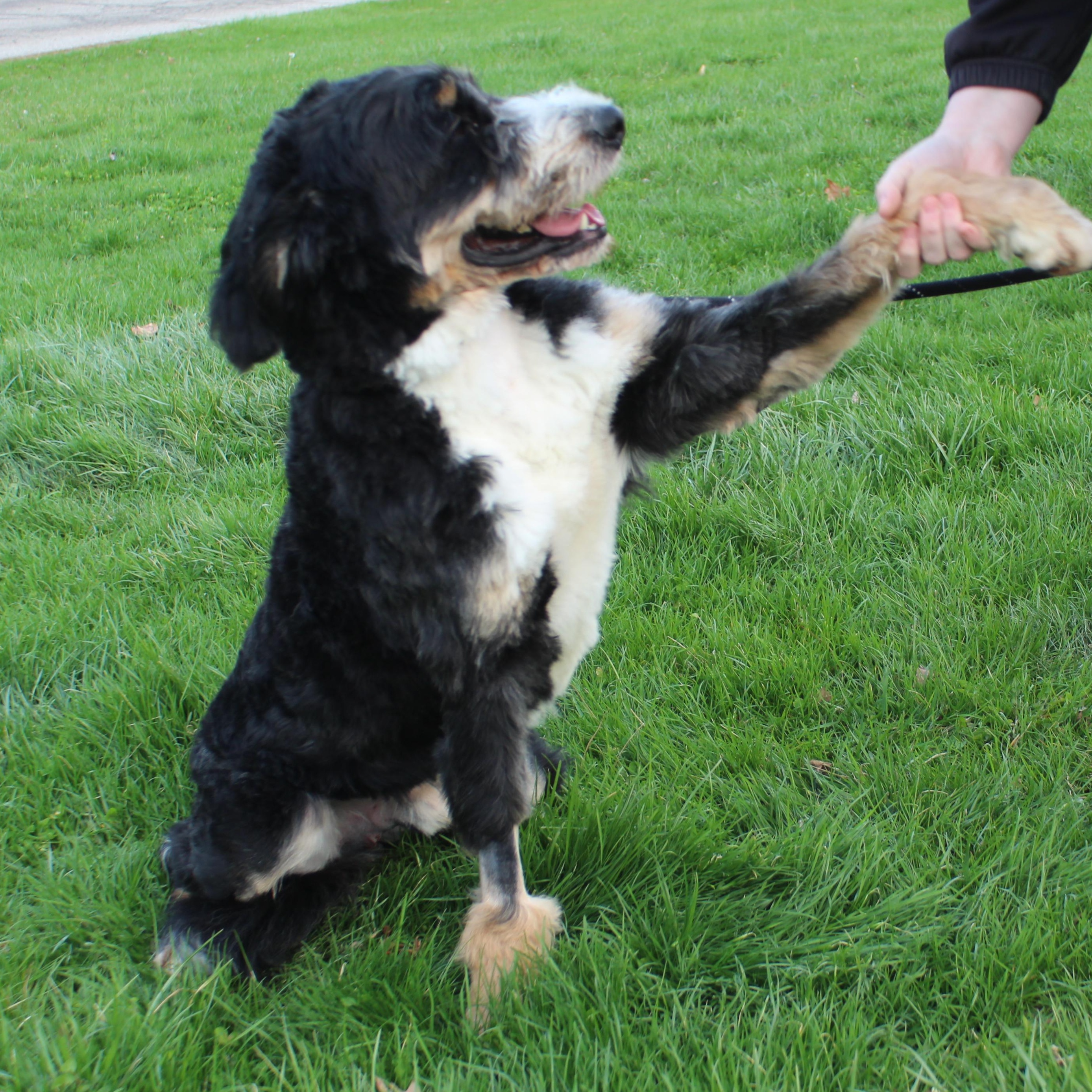 Enlarge Asher (11391), an adopted mixed breed in Heath, OH image 3/3