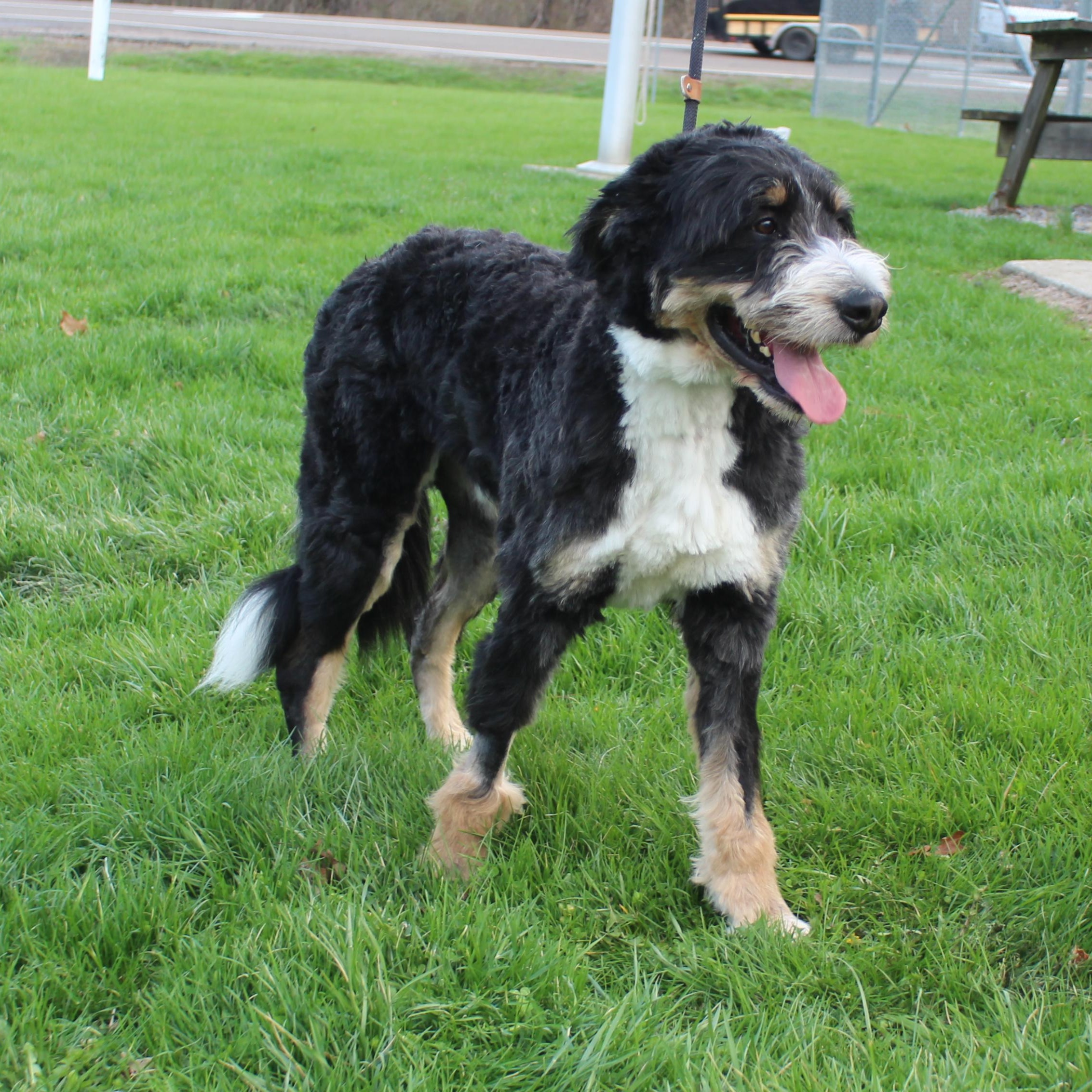 Enlarge Asher (11391), an adopted mixed breed in Heath, OH image 2/3