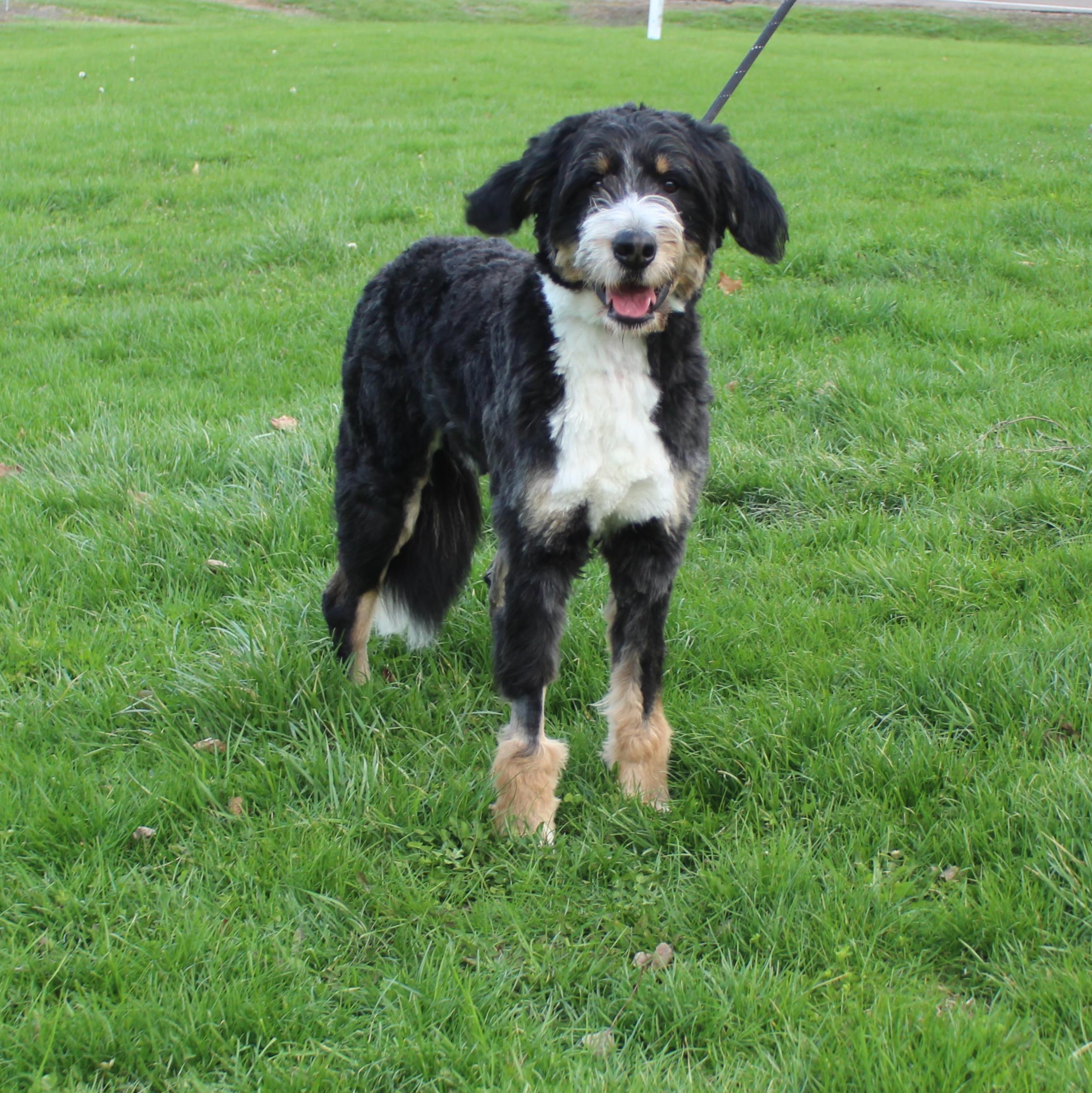 Enlarge Asher (11391), an adopted mixed breed in Heath, OH image 1/3