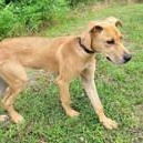 Duke, Adoptable, Young Male Great Dane.