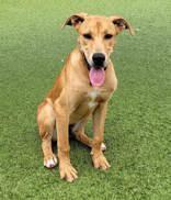 Enlarge Duke, a Adoptable mixed breed in Commerce, TX image 3/3