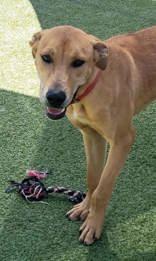 Enlarge Duke, a Adoptable mixed breed in Commerce, TX image 2/3
