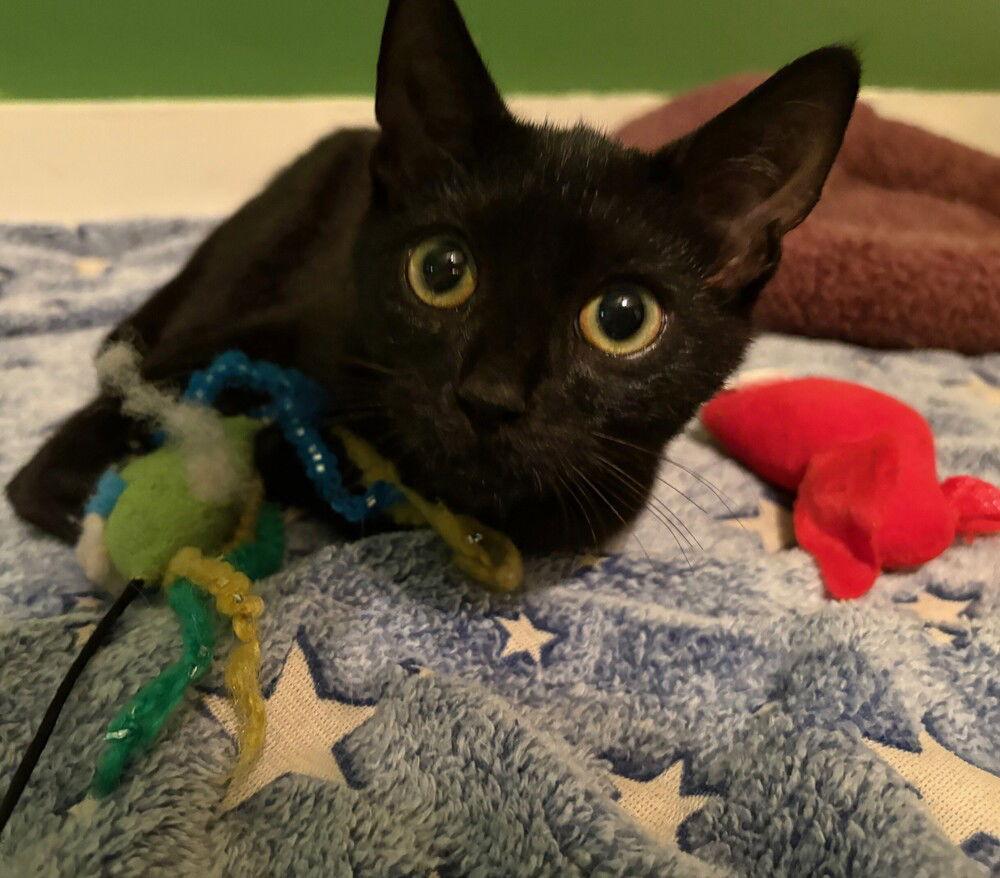 Yaris, a Adoptable Domestic Short Hair image 1/3