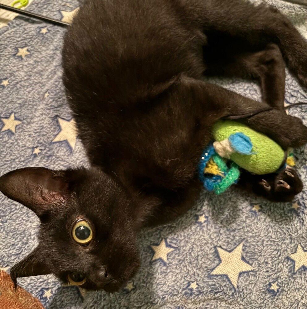 Yaris, a Adoptable Domestic Short Hair image 2/3