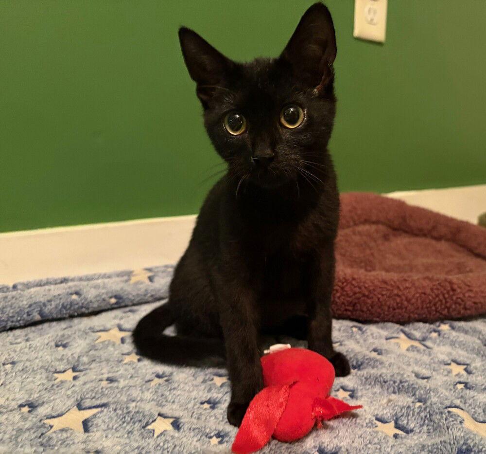 Yaris, a Adoptable Domestic Short Hair image 3/3