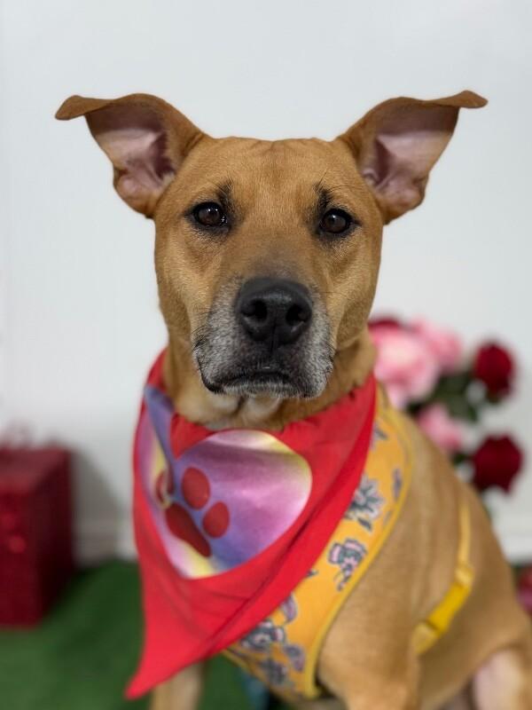 Jake-One of our Amazing Rescue Dogs, Adoptable, Young Male German Shepherd Dog & Hound.