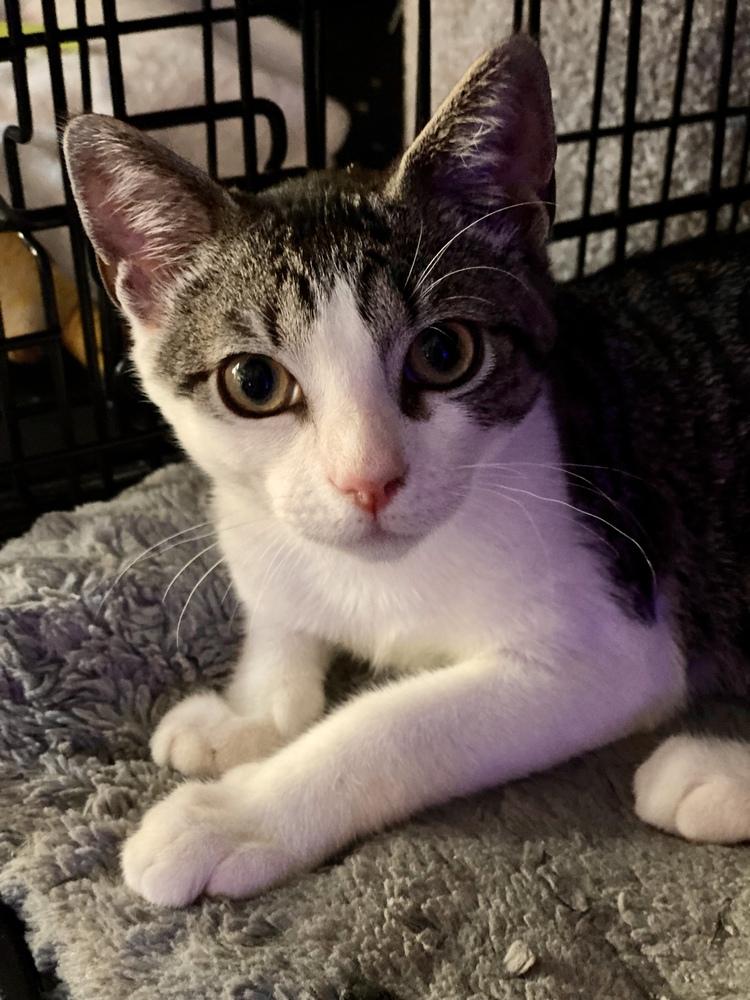 Enlarge Corduroy, a Adopted mixed breed in Carrollton, VA image 1/1