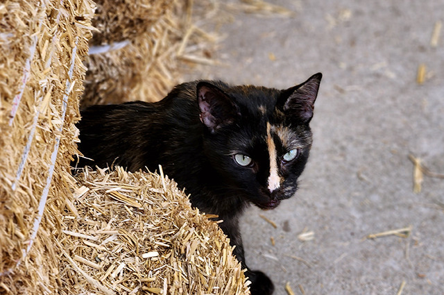 Enlarge Callie, a Adopted mixed breed in Longmont, CO image 1/4