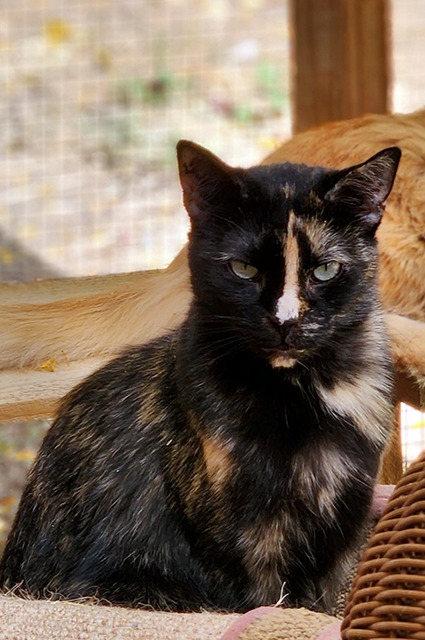 Enlarge Callie, a Adopted mixed breed in Longmont, CO image 2/4