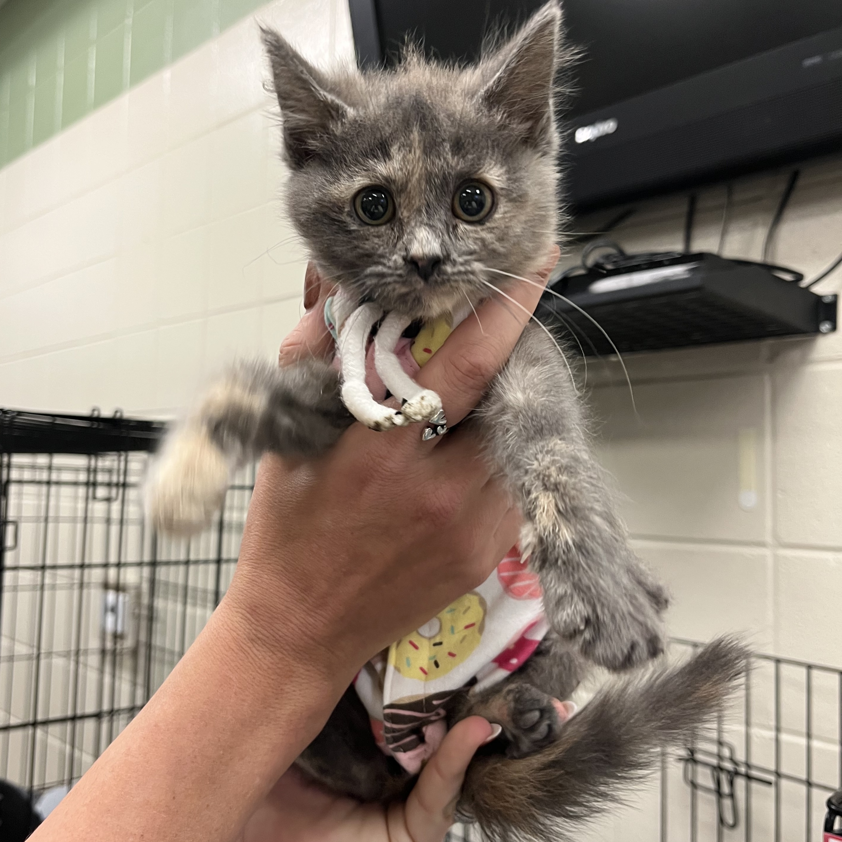 Kearney Animal Shelter - nfu4swf