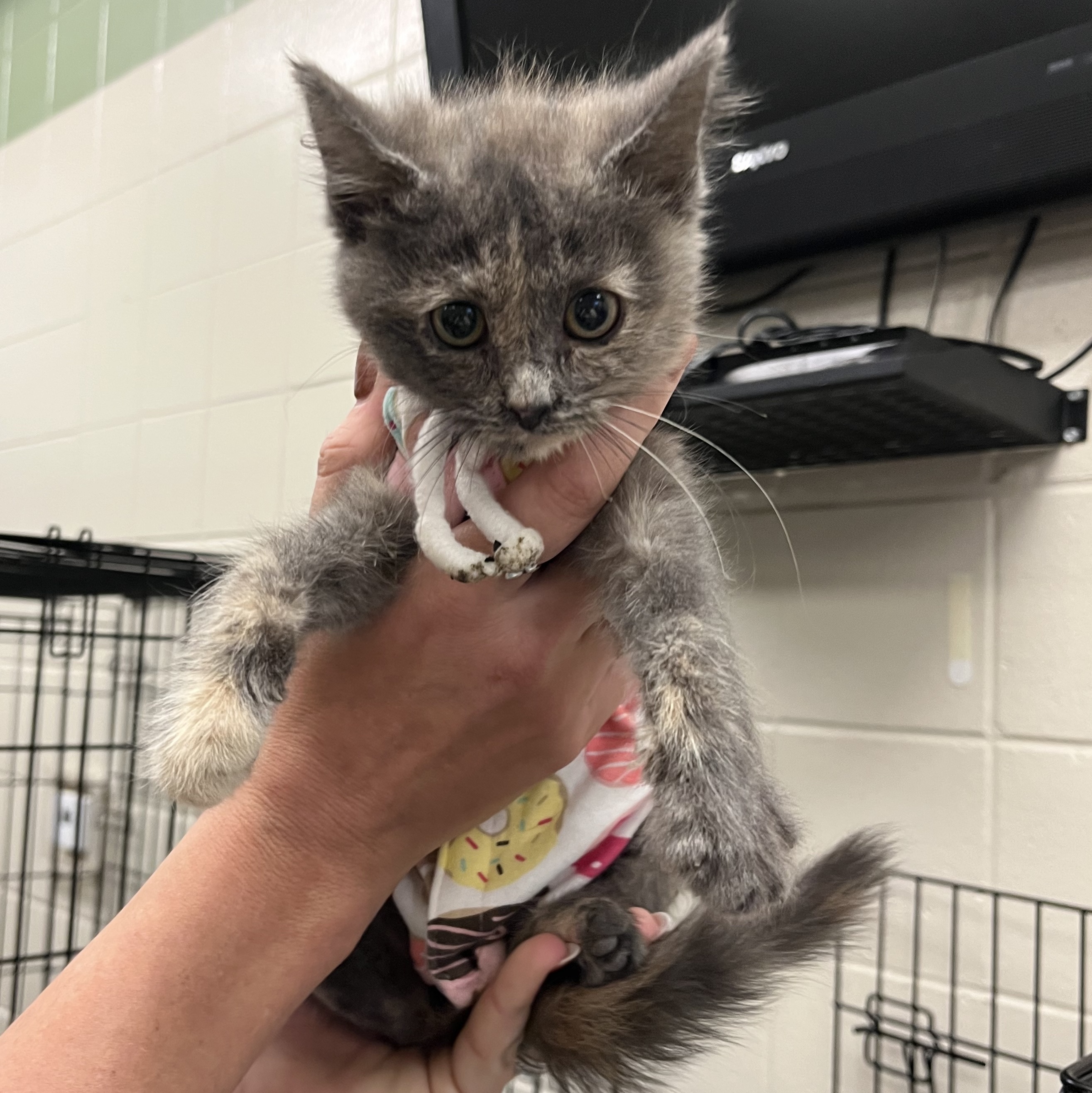 Kearney Animal Shelter - ra3uldx