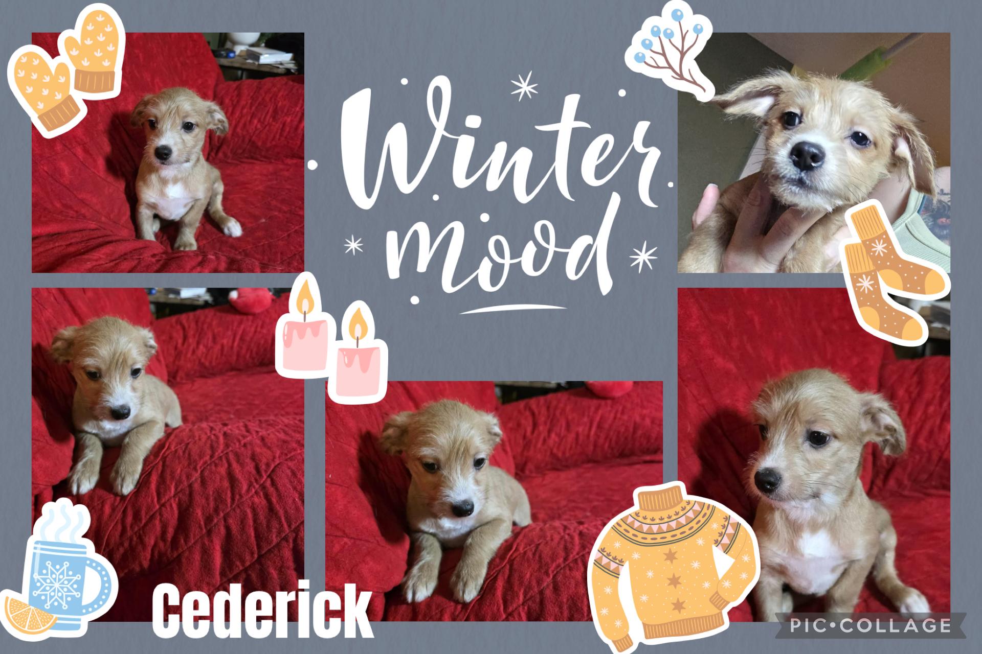 Cederick, Adoptable, Puppy Male Chihuahua & Terrier.