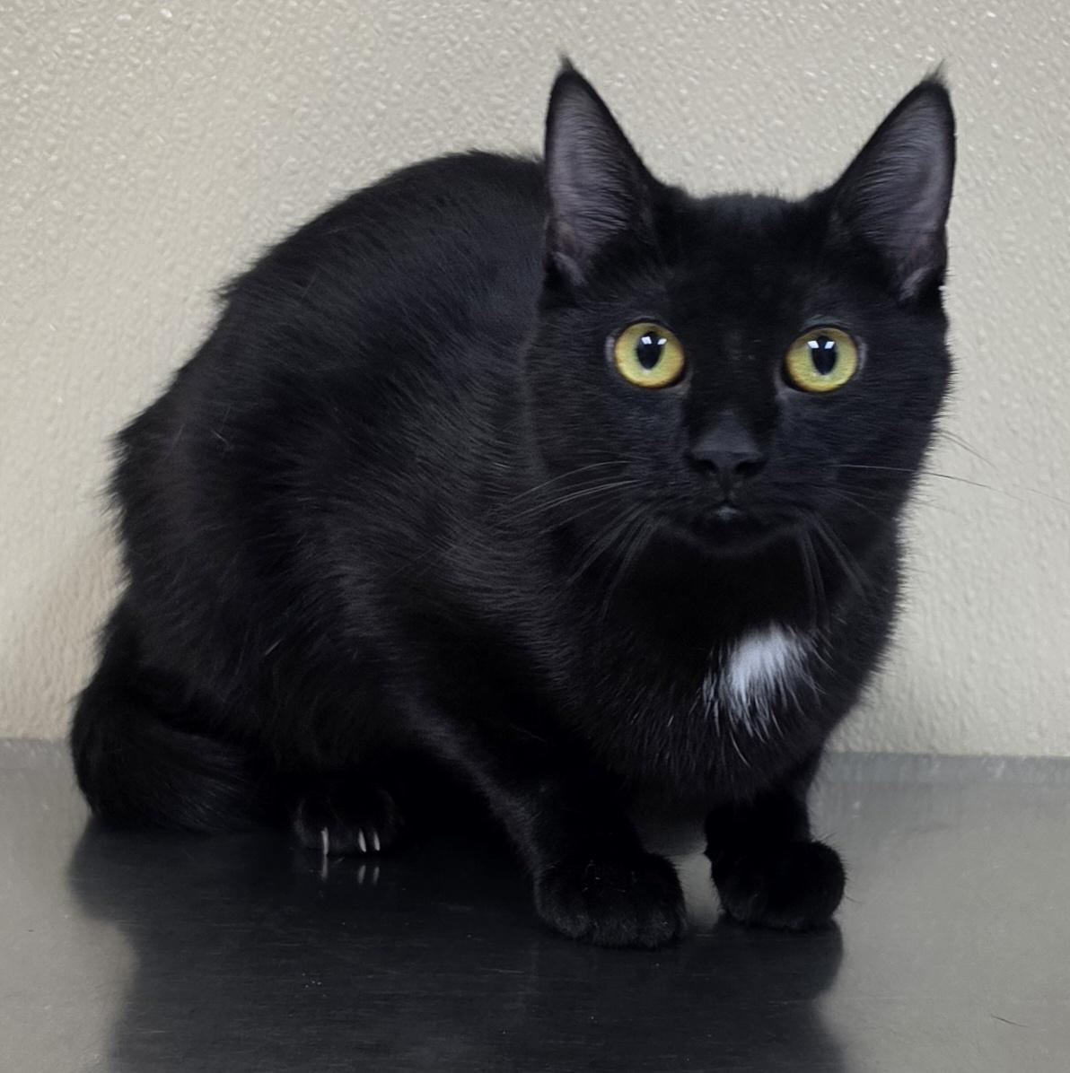 Noelle, Adoptable, Young Female Domestic Short Hair.