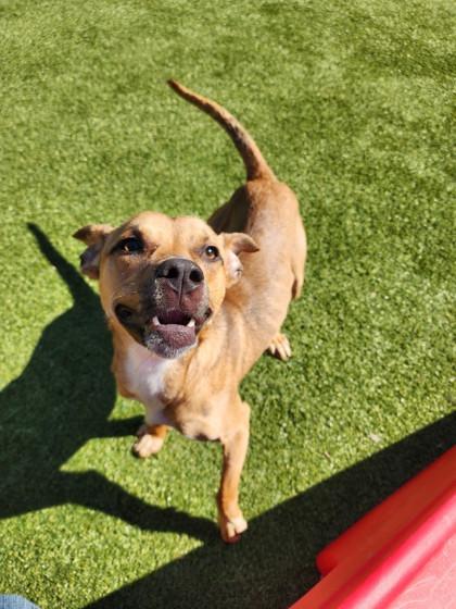 Kenny, Adoptable, Adult Male Mixed Breed & Mixed Breed.