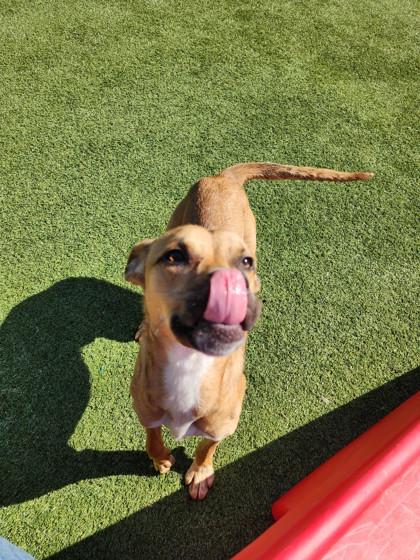 Enlarge Kenny, a Adoptable mixed breed in Independence, MO image 1/3