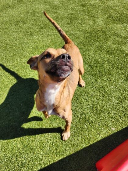 Enlarge Kenny, a Adoptable mixed breed in Independence, MO image 3/3