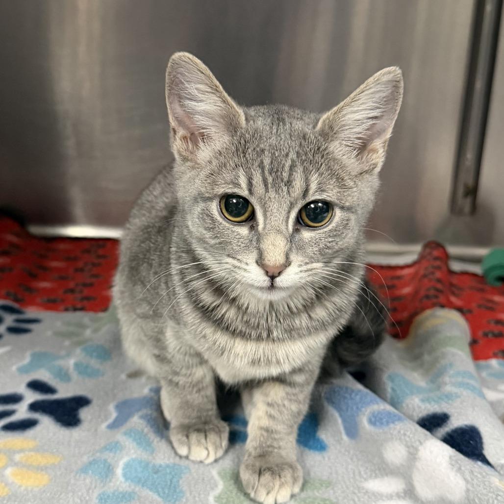 Enlarge Violet, a Adoptable Domestic Short Hair in Marion, VA image 1/1