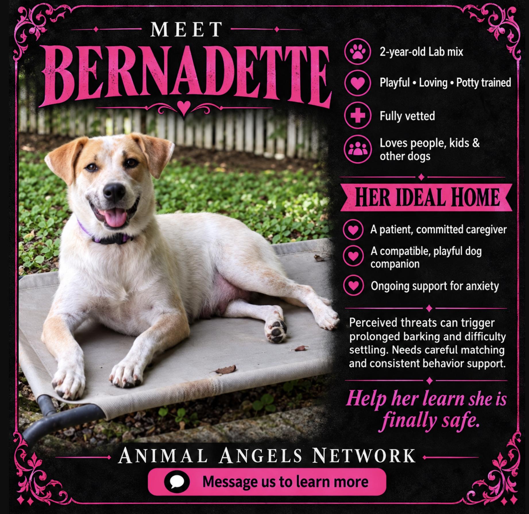 Enlarge Bernadette, a Adoptable mixed breed in Rogersville, MO image 1/3