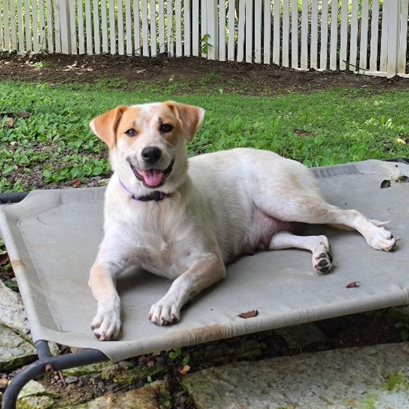 Enlarge Bernadette, a Adoptable mixed breed in Rogersville, MO image 2/3