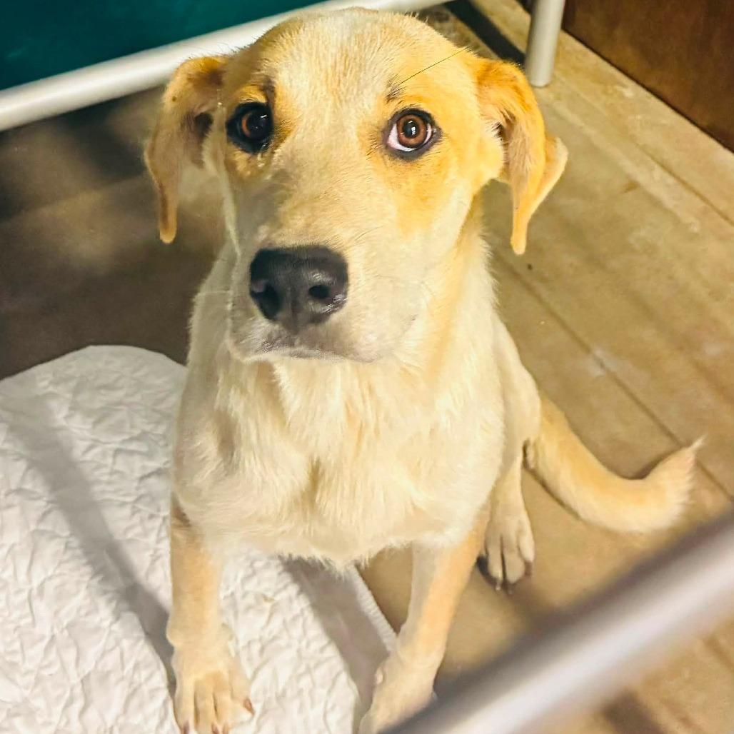 Enlarge Bernadette, a Adoptable mixed breed in Rogersville, MO image 3/3
