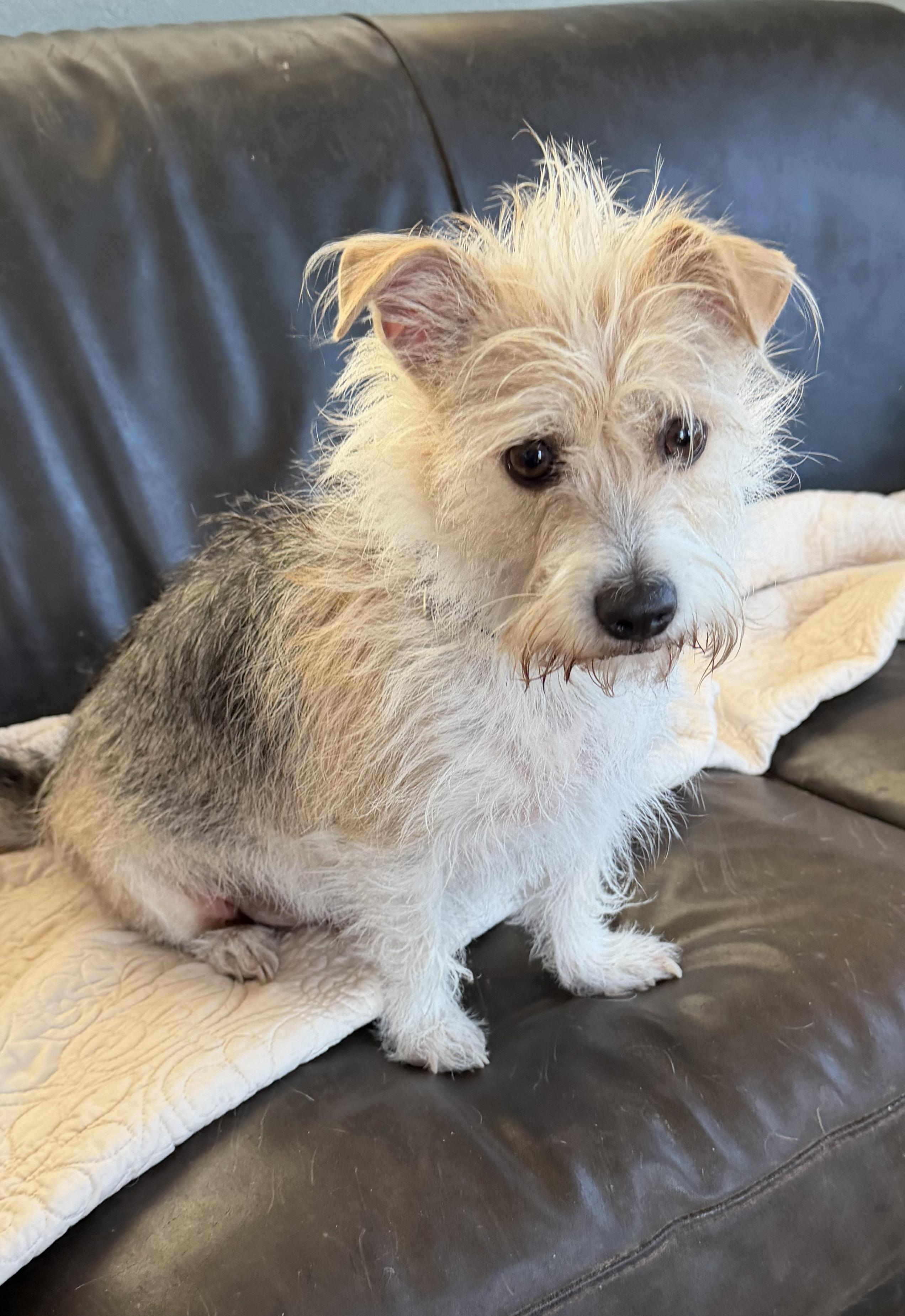 Ralphie, Adopted, Young Male Terrier.