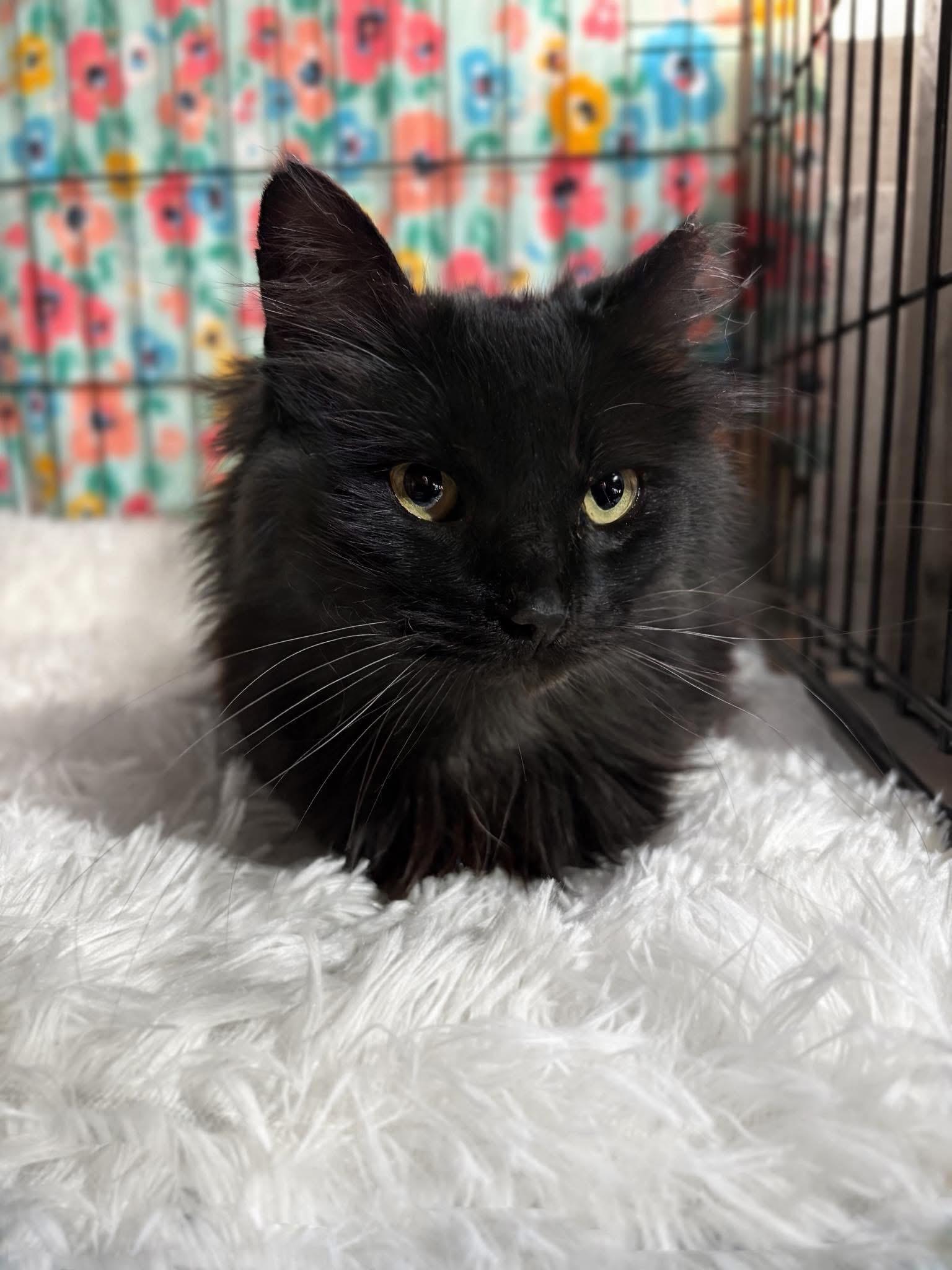 Persephone, ADOPTABLE, Senior Female Domestic Long Hair.