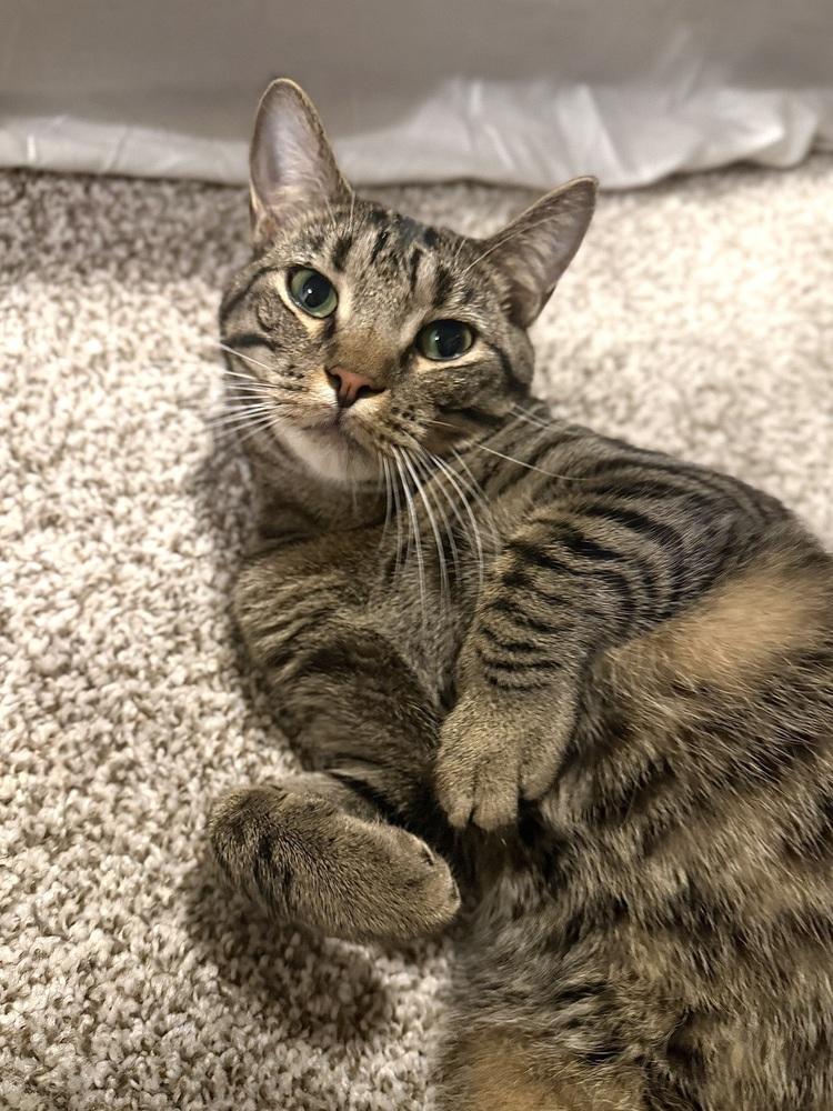 Enlarge Gator 2, a Adoptable Domestic Short Hair in Orlando, FL image 1/6