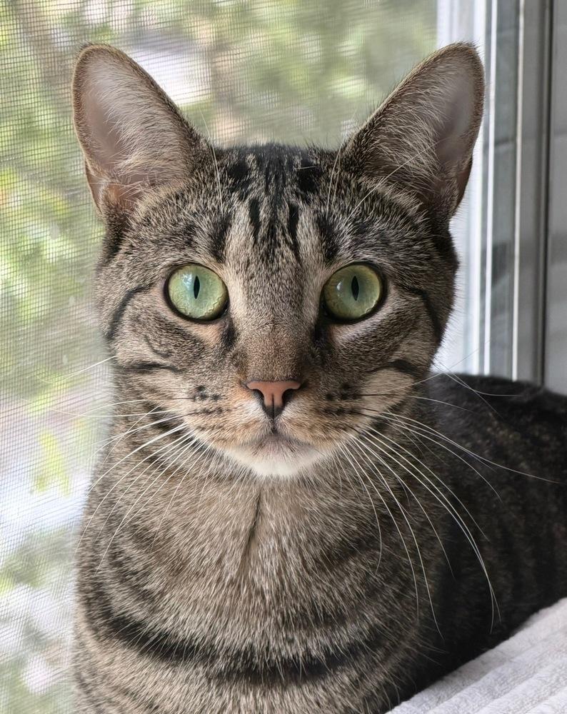 Enlarge Gator 2, a Adoptable Domestic Short Hair in Orlando, FL image 1/6