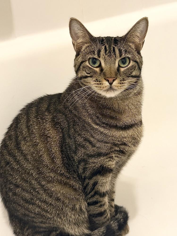 Enlarge Gator 2, a Adoptable Domestic Short Hair in Orlando, FL image 2/6