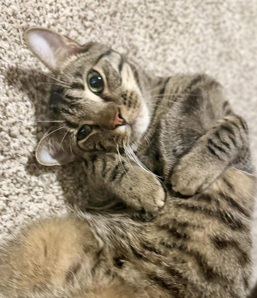 Enlarge Gator 2, a Adoptable Domestic Short Hair in Orlando, FL image 3/6