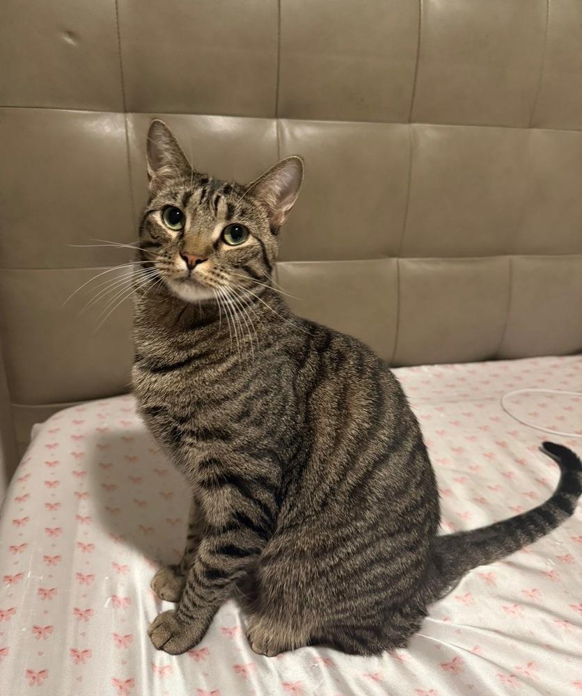 Enlarge Gator 2, a Adoptable Domestic Short Hair in Orlando, FL image 2/6
