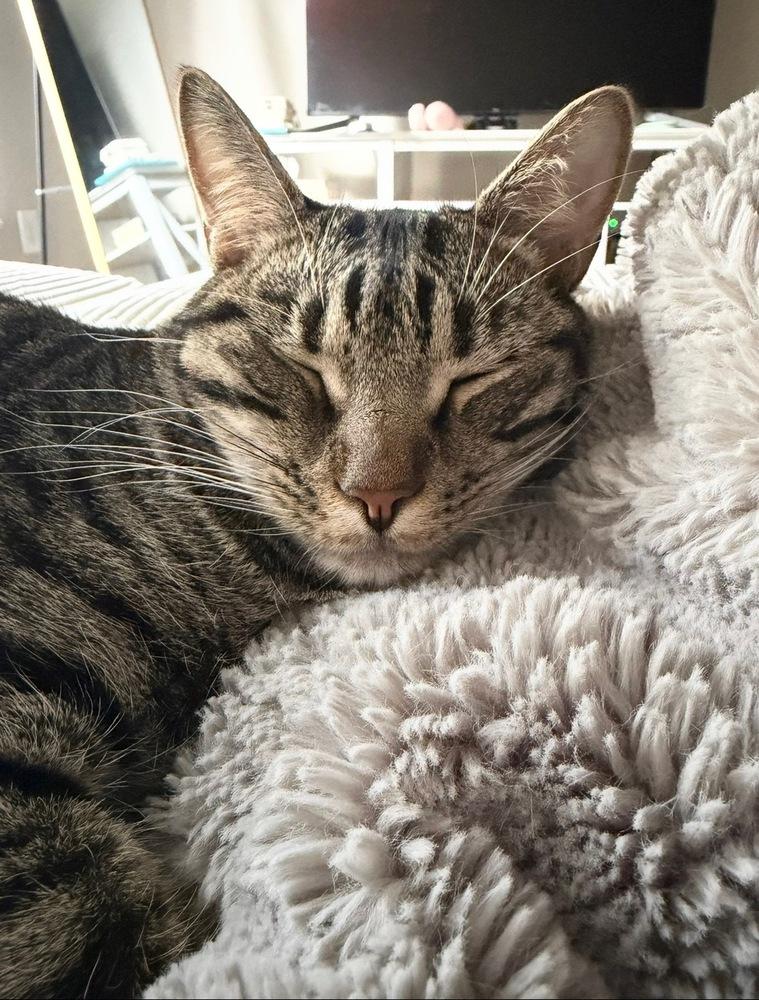 Enlarge Gator 2, a Adoptable Domestic Short Hair in Orlando, FL image 3/6