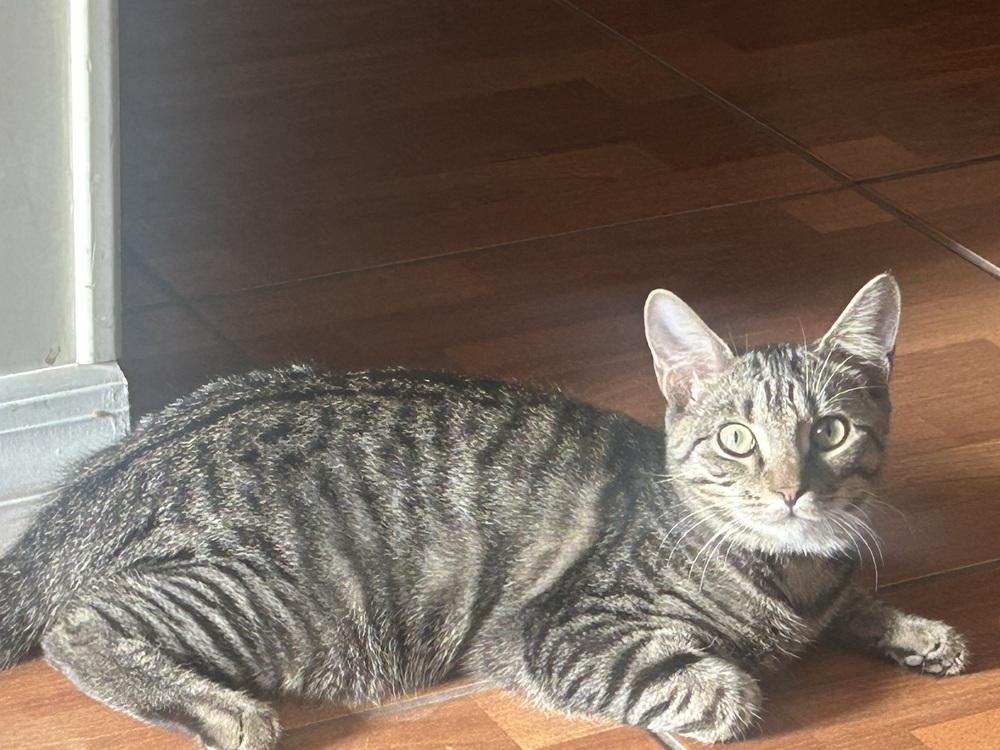 Enlarge Gator 2, a Adoptable Domestic Short Hair in Orlando, FL image 1/6