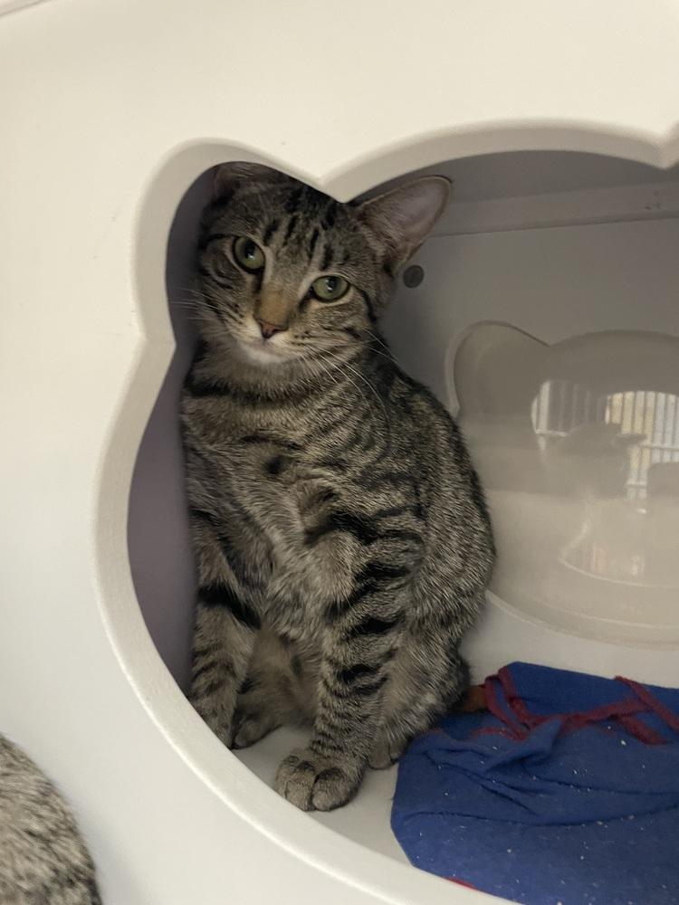 Enlarge Gator 2, a Adoptable Domestic Short Hair in Orlando, FL image 2/6