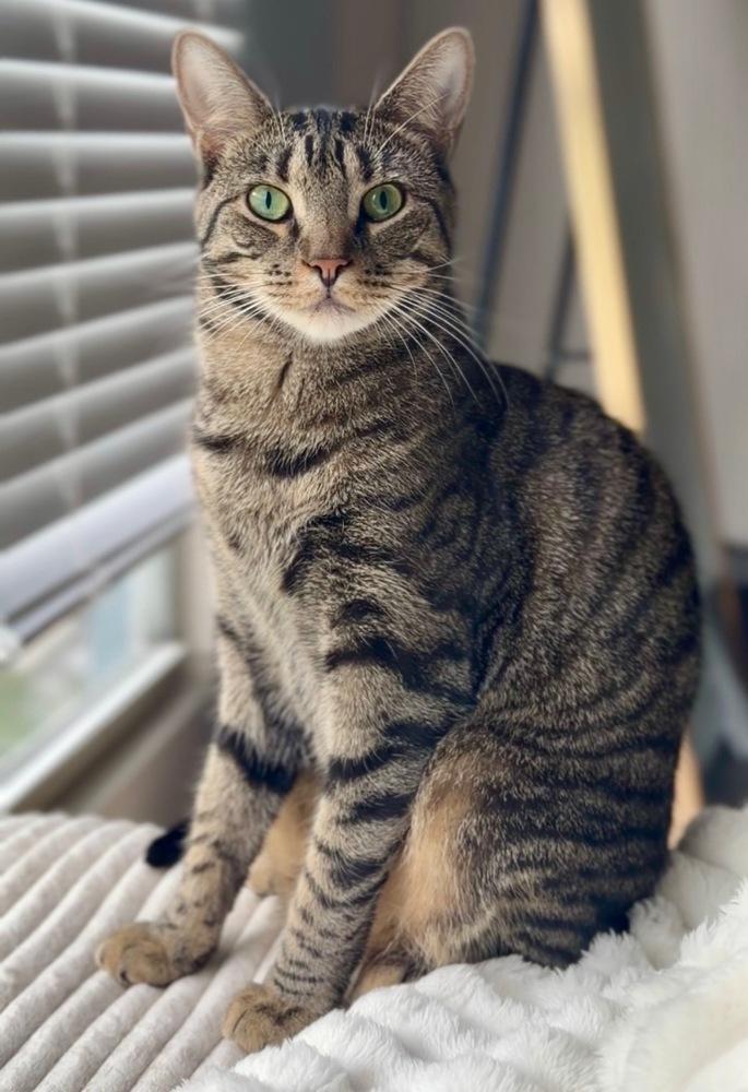 Enlarge Gator 2, a Adoptable Domestic Short Hair in Orlando, FL image 5/6