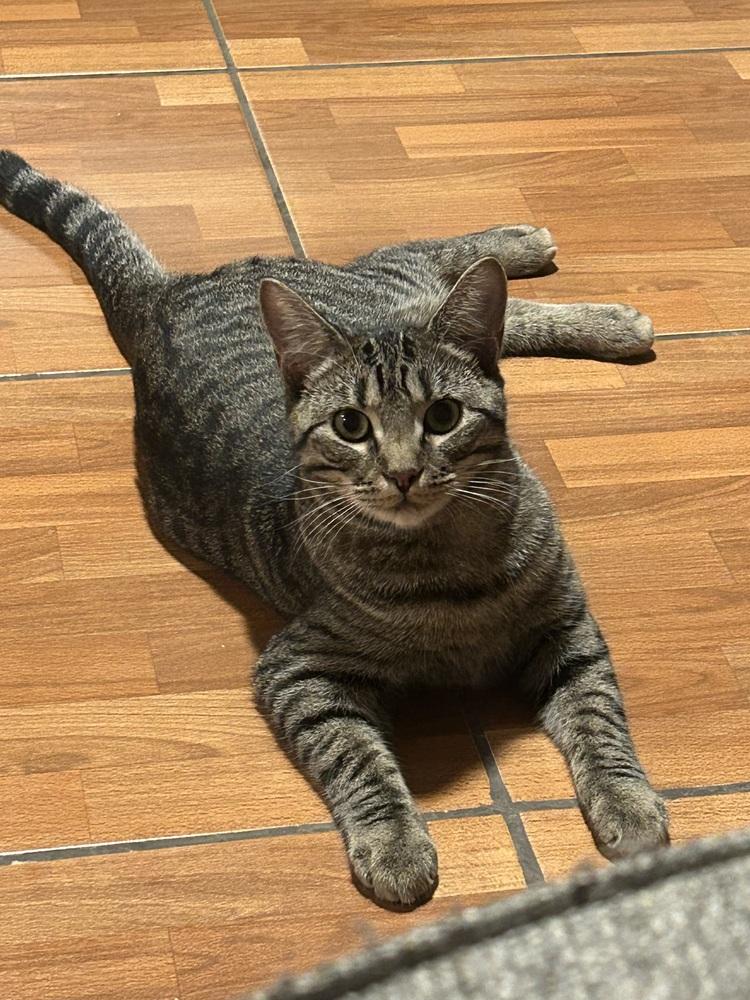 Enlarge Gator 2, a Adoptable Domestic Short Hair in Orlando, FL image 3/6